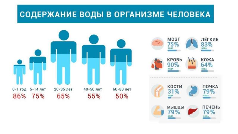 Сколько воды в человеческом теле