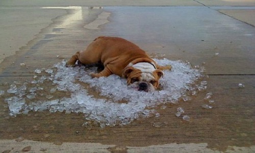Как спастись от жары?