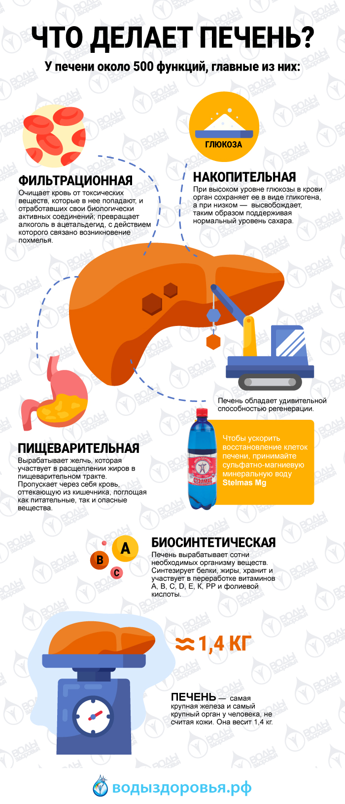 Печень очищает кровь