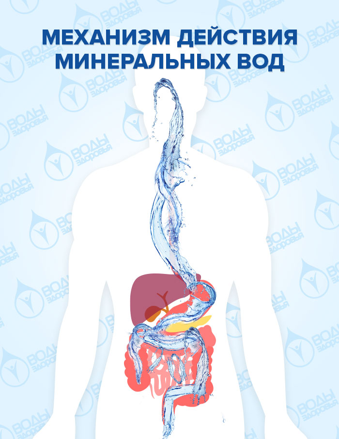 Механизм действия минеральных вод Механизм действия минеральных вод