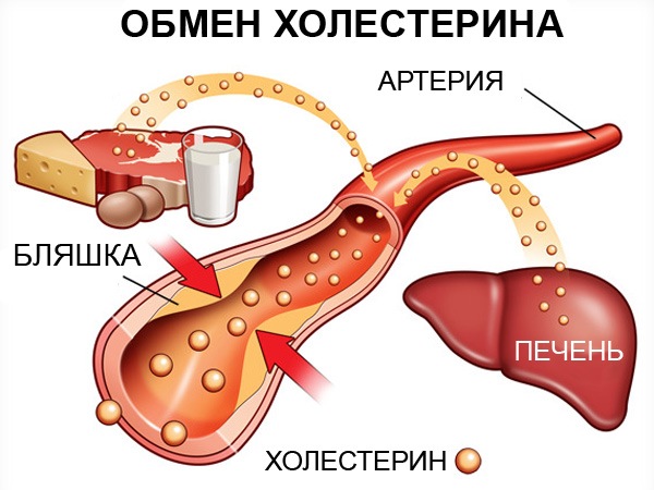 Что такое холестерин и как он влияет на процессы в организме?