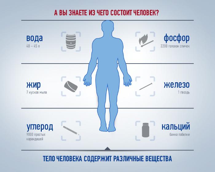 Из чего состоит человек Из чего состоит человек