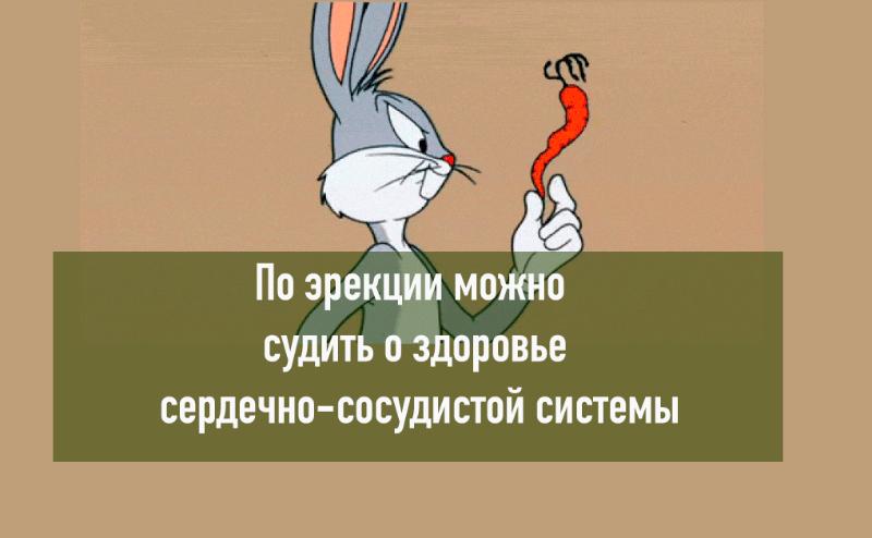 По качеству эрекции можно судить о здоровье сердечно-сосудистой системы