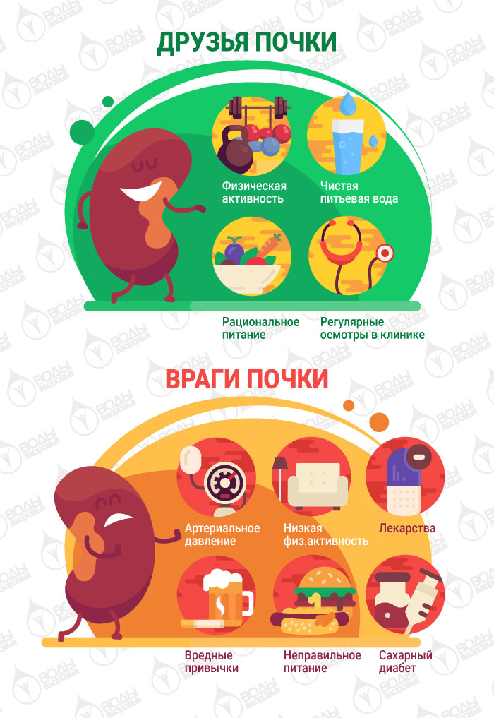 Вредные и полезные привычки для здоровья почек Вредные и полезные привычки для здоровья почек