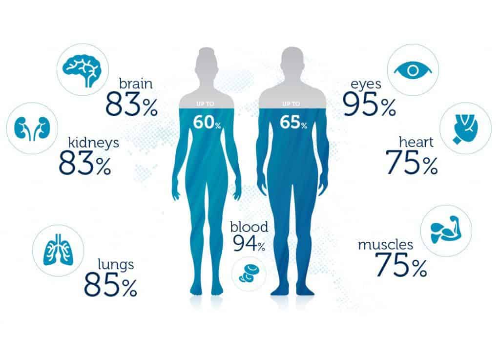Сколько в нашем теле процентов воды