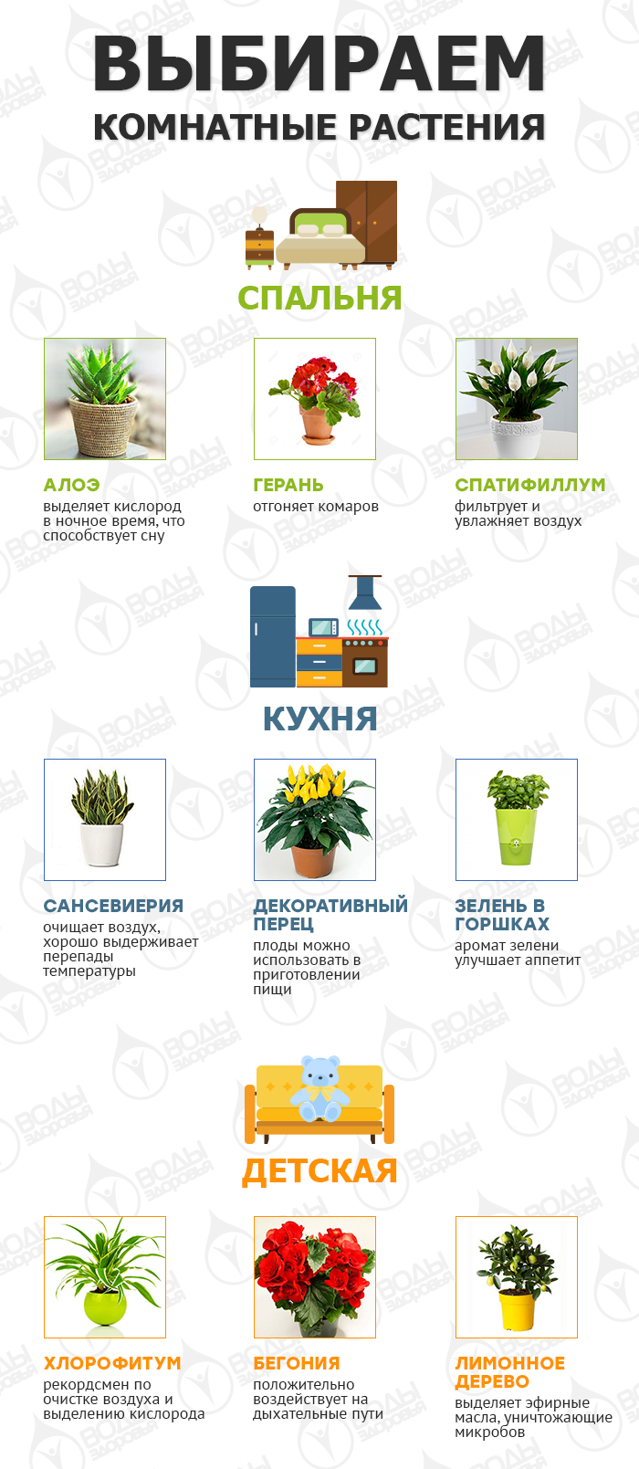 Выбираем комнатные растения Выбираем комнатные растения