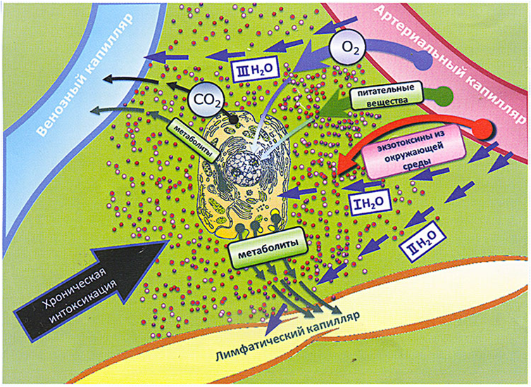 Почему для продления жизни необходимо пить единственную в мире активированную фуллеренами минеральную воду «SVETLA»?